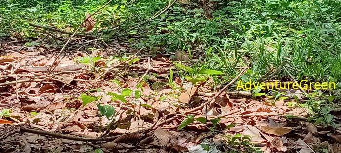 Wildlife Tour at Cat Tien National Park, Vietnam
