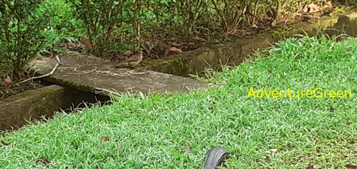 Travel guide to Cat Tien National Park Vietnam Travel guide to Cat Tien National Park Vietnam