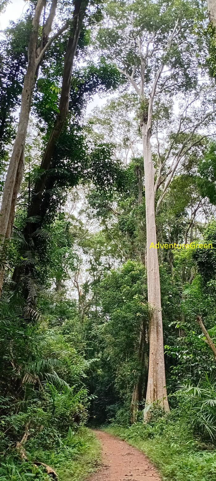 Travel guide to the Nam Cat Tien National Park in Vietnam Travel guide to the Nam Cat Tien National Park in Vietnam