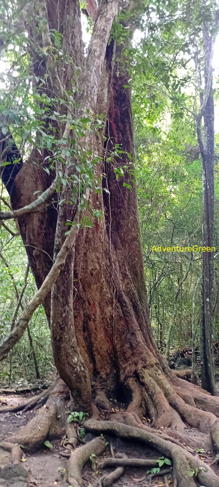 Travel guide to the Nam Cat Tien National Park in Vietnam Travel guide to the Nam Cat Tien National Park in Vietnam
