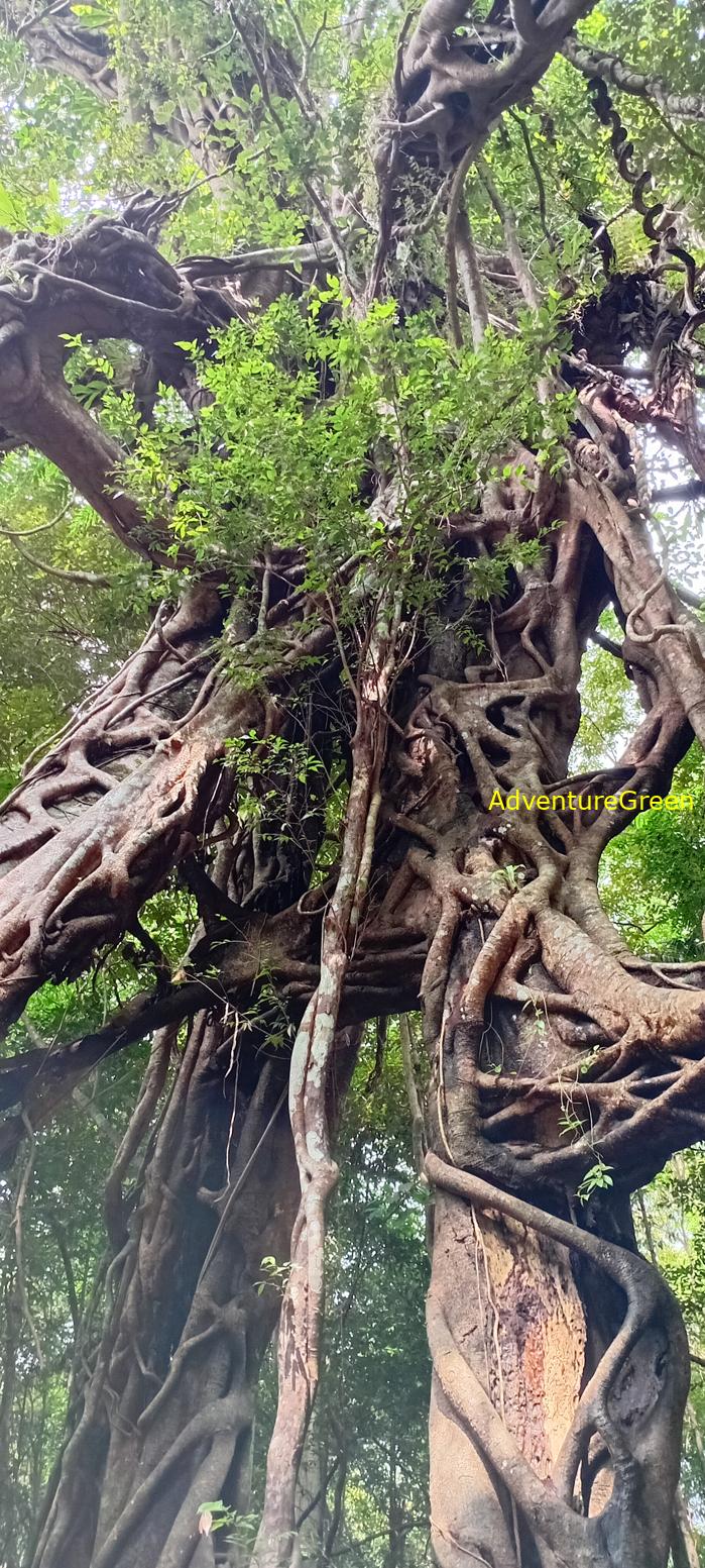 Travel guide to the Nam Cat Tien National Park in Vietnam Travel guide to the Nam Cat Tien National Park in Vietnam