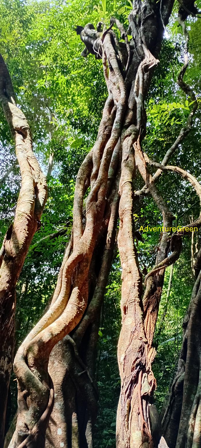 Travel guide to the Nam Cat Tien National Park in Vietnam Travel guide to the Nam Cat Tien National Park in Vietnam