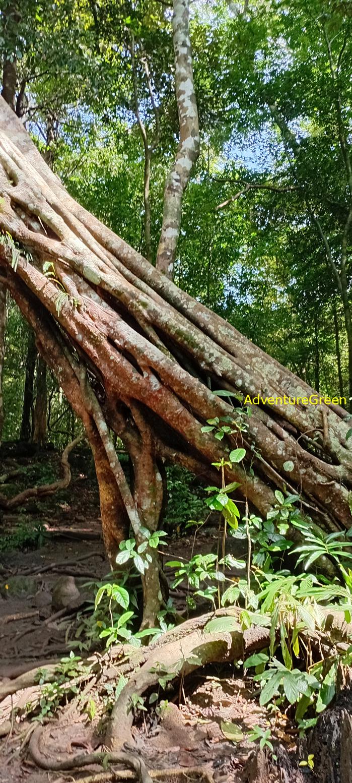 Travel guide to the Nam Cat Tien National Park in Vietnam Travel guide to the Nam Cat Tien National Park in Vietnam