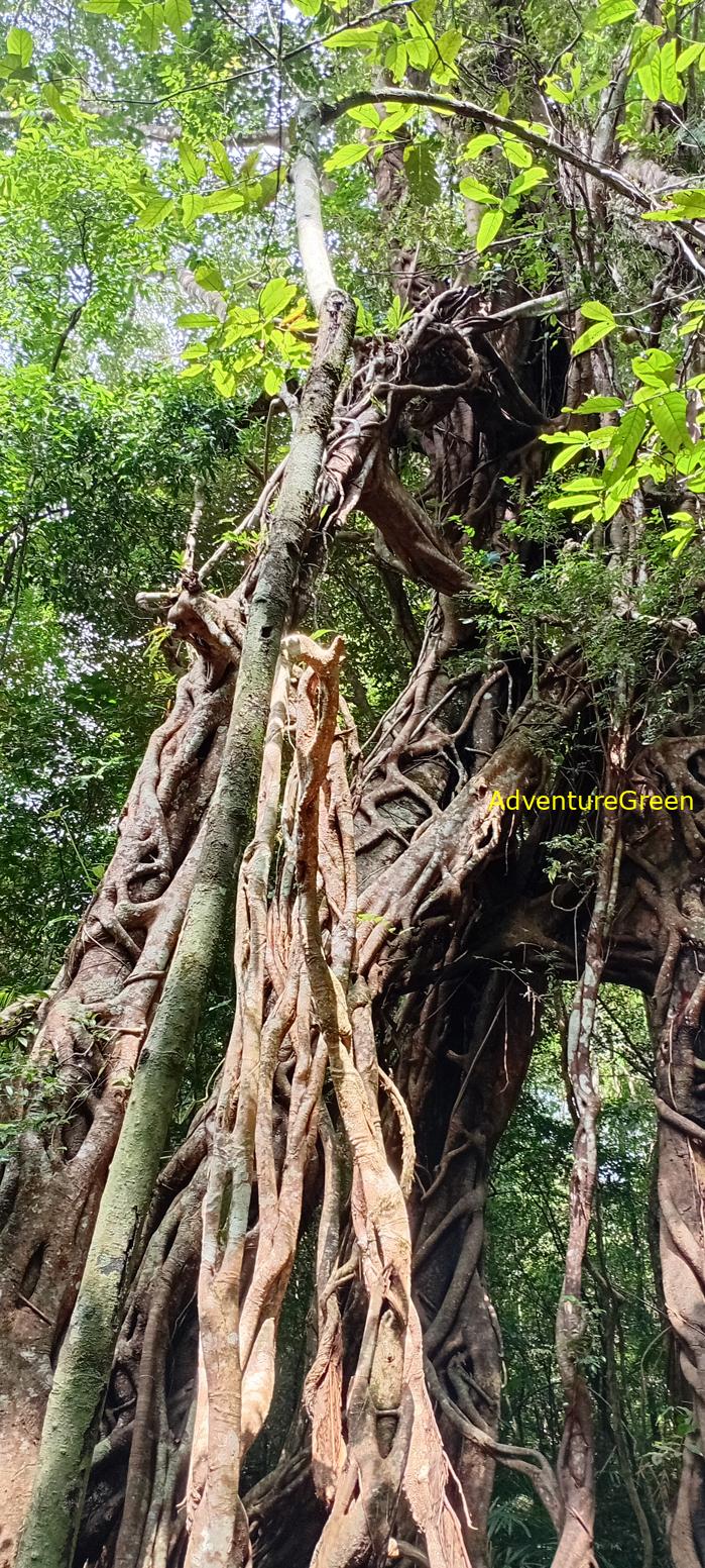Travel guide to the Nam Cat Tien National Park in Vietnam Travel guide to the Nam Cat Tien National Park in Vietnam