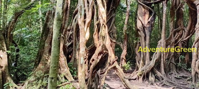 Travel guide to the Nam Cat Tien National Park in Vietnam Travel guide to the Nam Cat Tien National Park in Vietnam