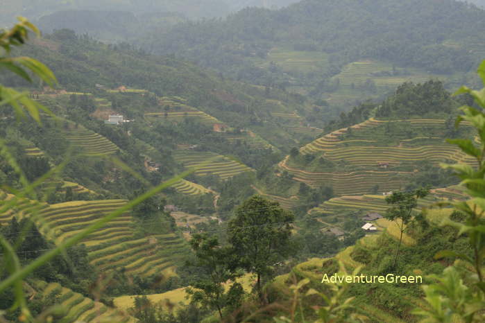 Mesmerizing rice terraces at Hoang Su Phi in Ha Giang