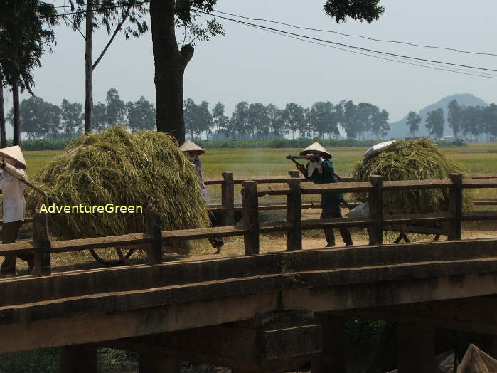 Rice harvest time in the former Ha Tay Province