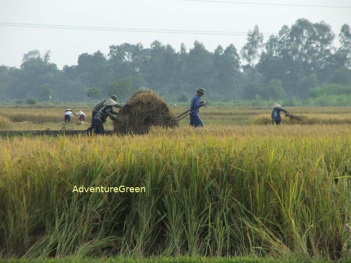 Harvesting rice in Ha Tay