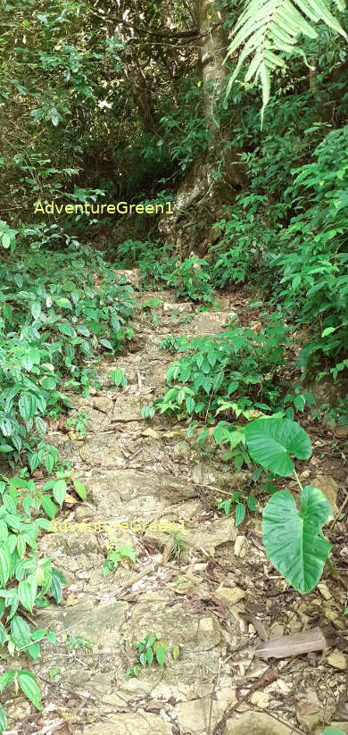 The trekking trail goes through part of a forest