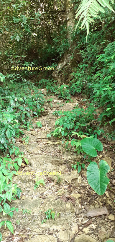 The trekking trail goes through part of a forest