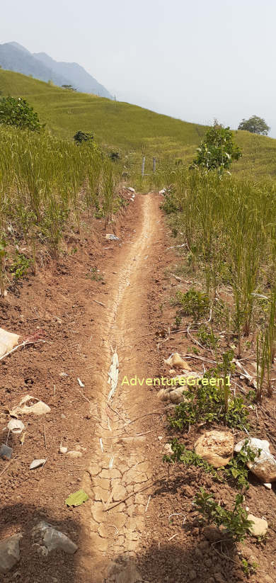 Part of our trekking trail goes through scenic rice terrces should it be the rice season