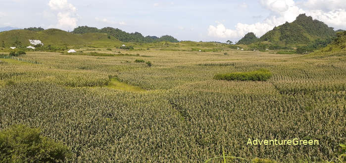 Corn fields at the Lung Van Valley (Valley of the Clouds) in Hoa Binh Province