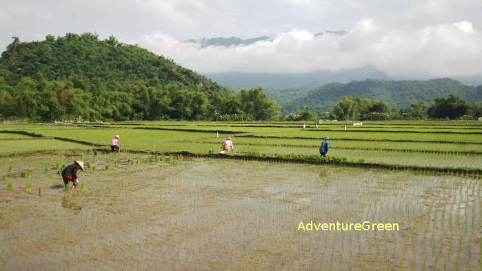 Thai farmers working in paddy fields in the Mai Chau Valley
