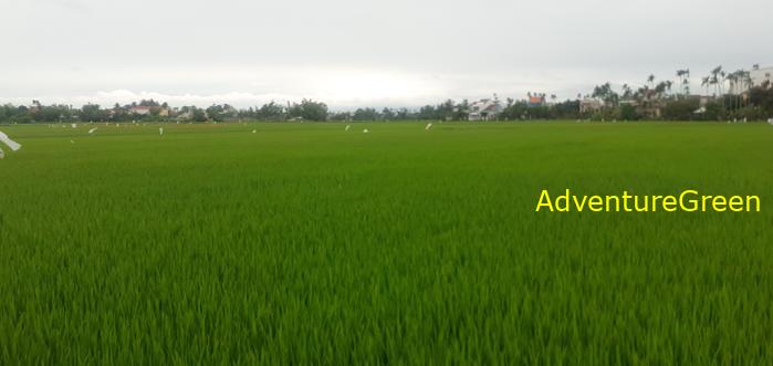 Travel guide to Hoi An, Vietnam Travel guide to Hoi An, Vietnam