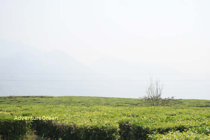 Green tea plantations at Tan Uyen, Than Uyen, Lai Chau