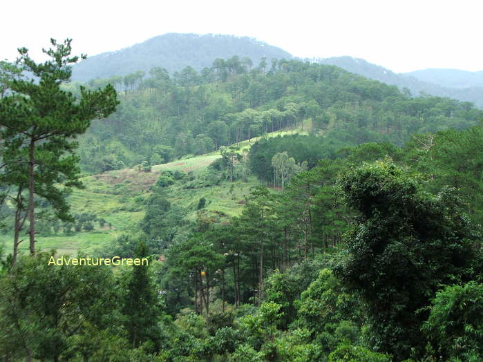 Da Lat in the Central Highlands of Vietnam which is home to amazing bird species of which many are endemic to Vietnam, Laos, Cambodia