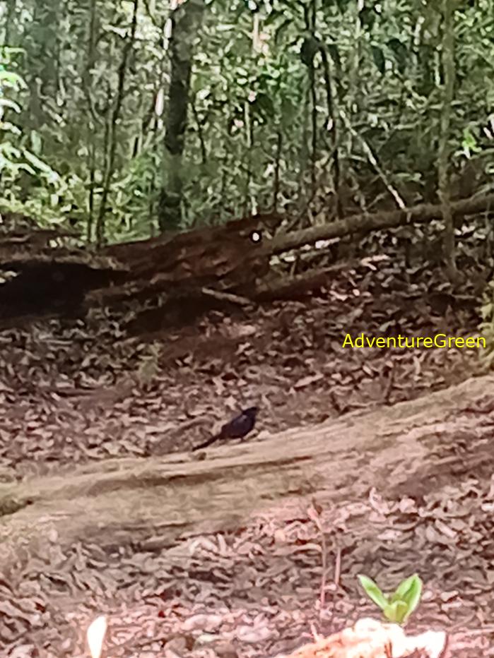 Best bird watching tours in southern Vietnam