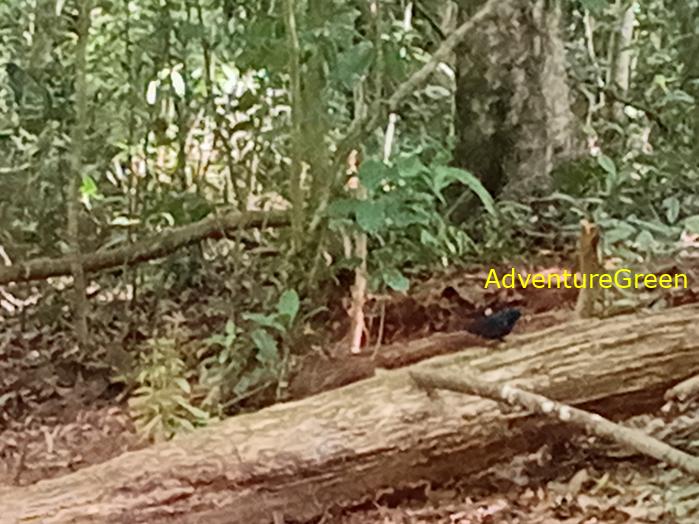 Best bird watching tours in southern Vietnam