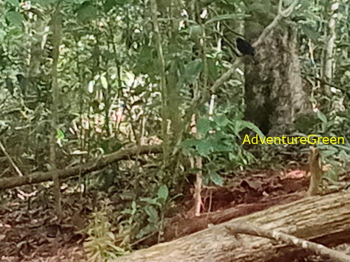 Best bird watching tours in southern Vietnam