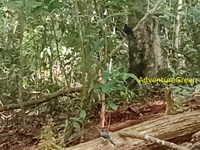 Best bird watching tours in southern Vietnam