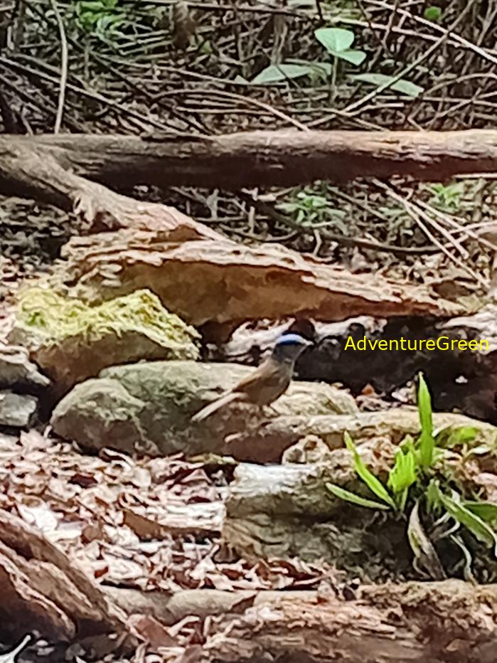 Best bird watching tours in southern Vietnam