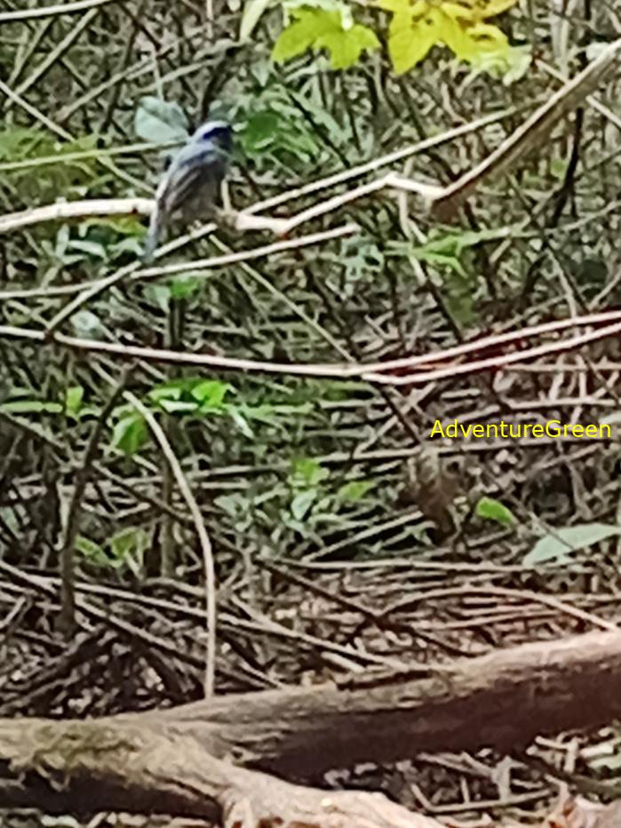 Best bird watching tours in southern Vietnam