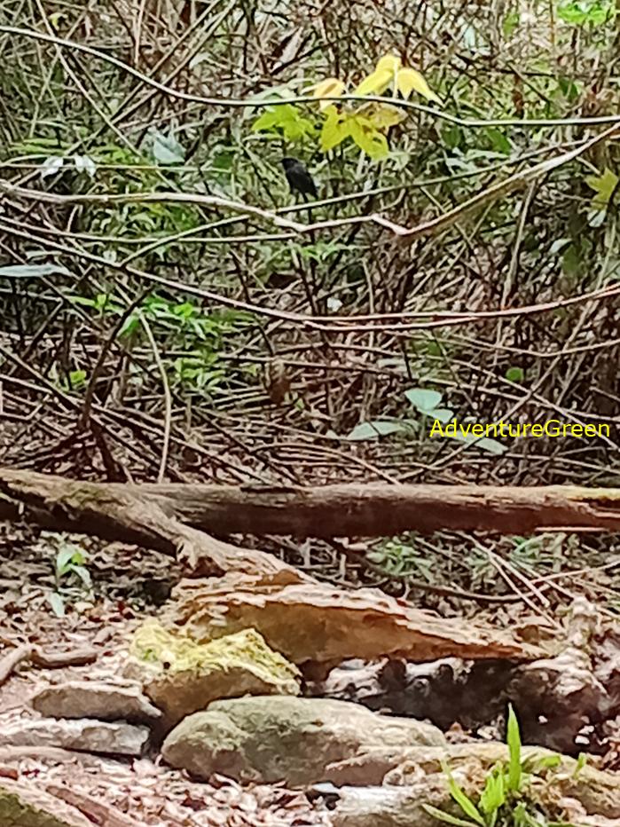 Best bird watching tours in southern Vietnam
