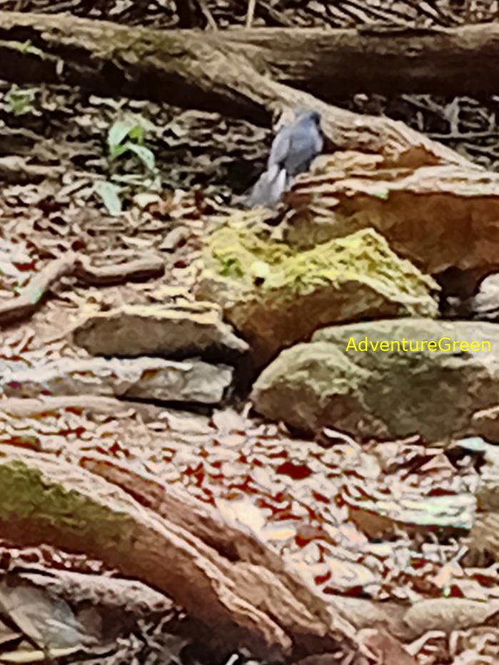 Best bird watching tours in southern Vietnam