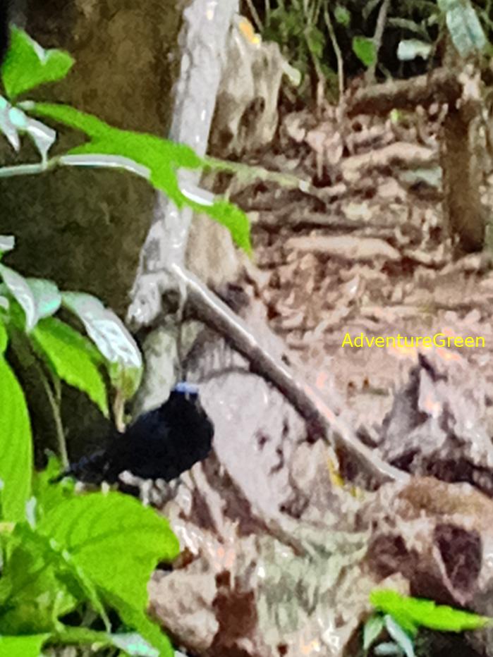 Best bird watching tours in southern Vietnam