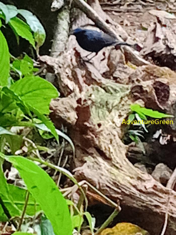 Best bird watching tours in southern Vietnam