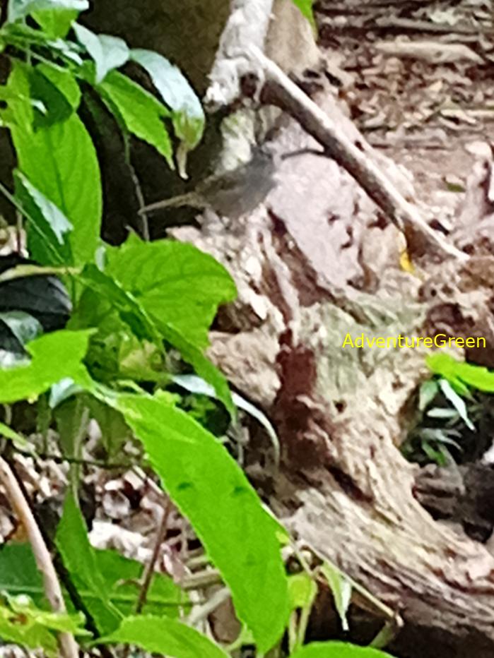 Best bird watching tours in southern Vietnam