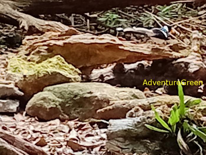 Best bird watching tours in southern Vietnam