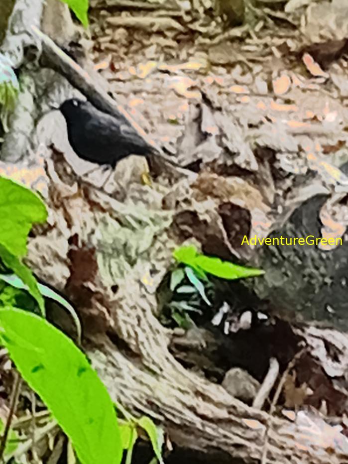Best bird watching tours in southern Vietnam