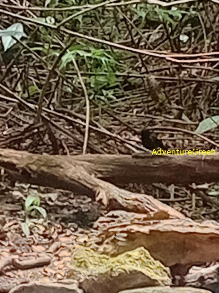 Best bird watching tours in southern Vietnam