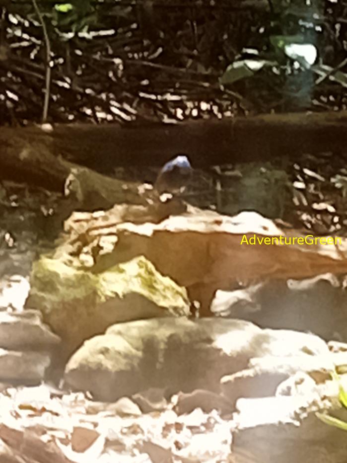 Best bird watching tours in southern Vietnam