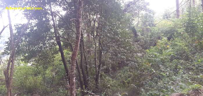 Birdwatching in Da Lat Vietnam Birding in Da Lat Vietnam