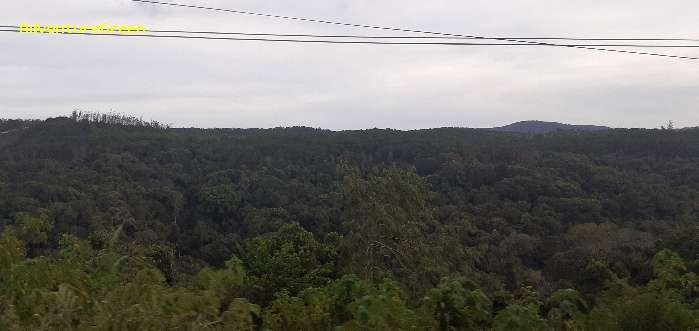 The forest at Ta Nung, a great birding spot in Lam Dong Province, Vietnam