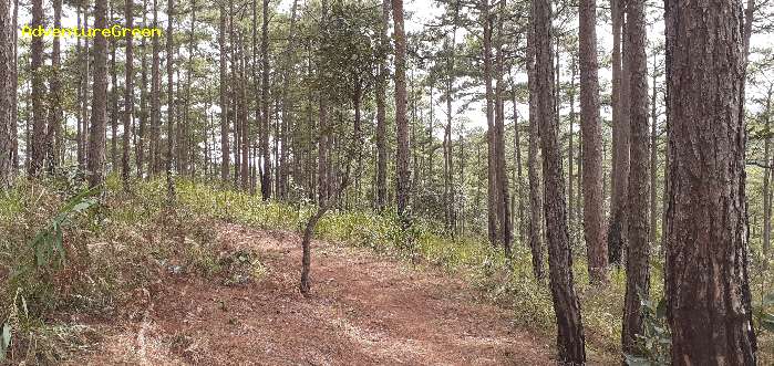 A birding trail on the Lang Biang Mountain outside of Da Lat