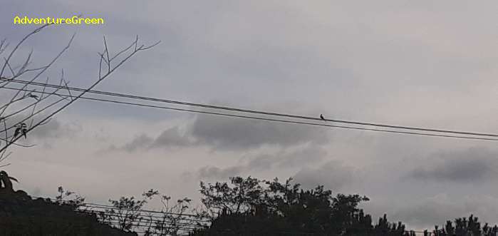 Birdwatching in Da Lat Vietnam Birding in Da Lat Vietnam