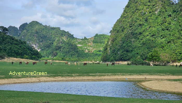 Dong Lam Pasture in Huu Lung, Lang Son Province