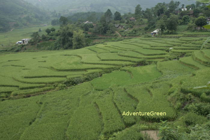 Rice fields at Muong Khuong District, Lao Cai Province