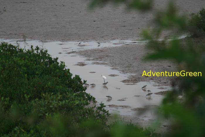 Birding at the Xuan Thuy National Park, Nam Dinh Province, Vietnam