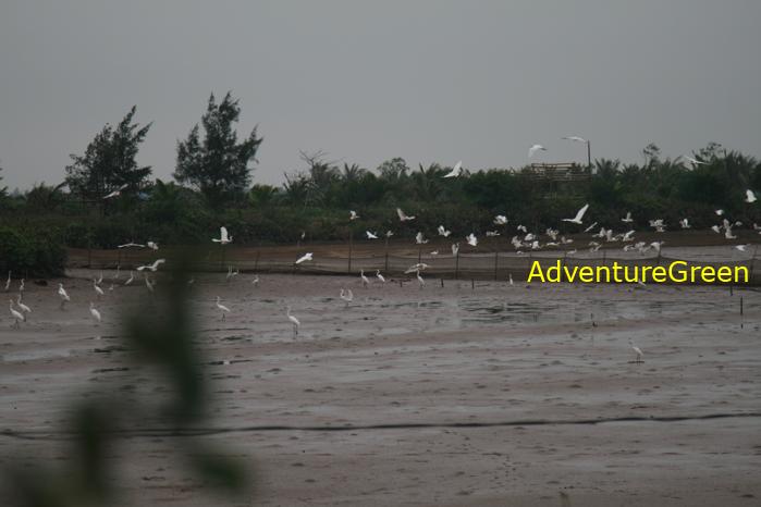 Great egret at Xuan Thuy National Park Vietnam