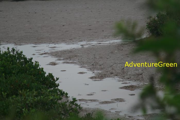 Birding at the Xuan Thuy National Park, Nam Dinh Province, Vietnam