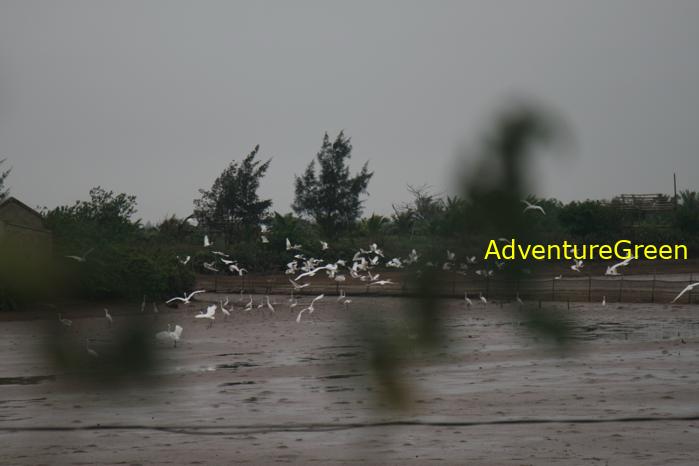 Birding at the Xuan Thuy National Park, Nam Dinh Province, Vietnam