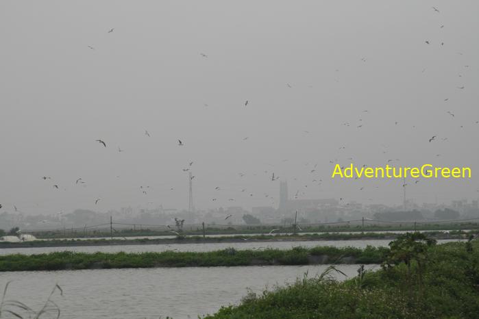 Little Tern in Nam Dinh Vietnam