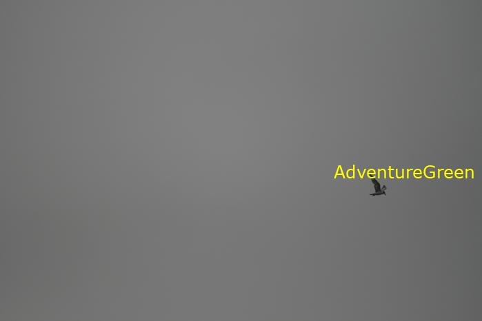 Birding at the Xuan Thuy National Park, Nam Dinh Province, Vietnam