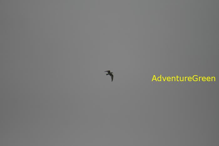 Birding at the Xuan Thuy National Park, Nam Dinh Province, Vietnam