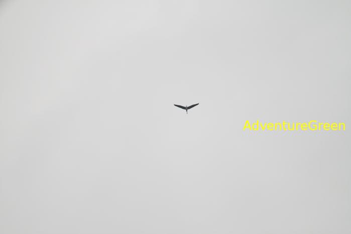 Birding at the Xuan Thuy National Park, Nam Dinh Province, Vietnam