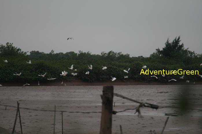 Birding at the Xuan Thuy National Park, Nam Dinh Province, Vietnam